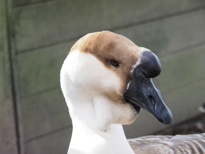 Lens Polder Petting zoo in Newport (Belgium)